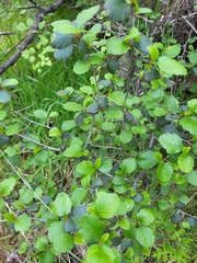 Cercocarpus minutiflorus