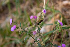 Fleischmannia arguta