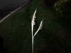 Dichanthium aristatum