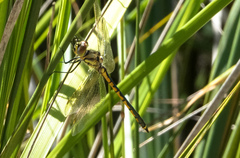 Hemicordulia
