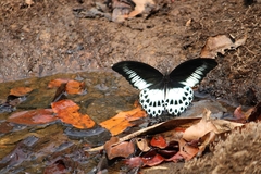 Papilio polymnestor polymnestor