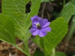 Browallia americana