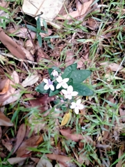 Pseuderanthemum variabile