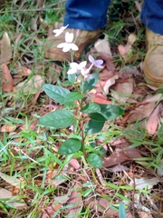 Pseuderanthemum variabile