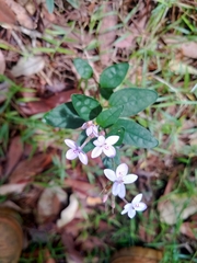 Pseuderanthemum variabile