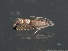 Sereda tautana