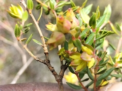 Penaea acutifolia