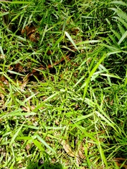 Ottochloa gracillima