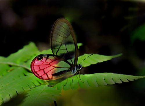 Cithaerias aurora