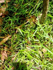 Ottochloa gracillima