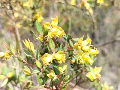 Penaea acutifolia