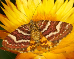 Chrysolarentia polycarpa