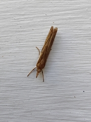 Orocrambus flexuosellus