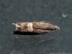 Sereda tautana