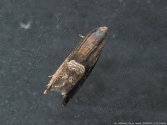 Sereda tautana