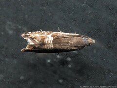 Sereda tautana