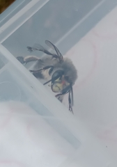 Anthophora plumipes