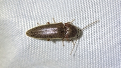 Elaterinae