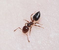 Crematogaster pinicola