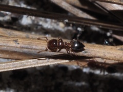 Crematogaster pinicola
