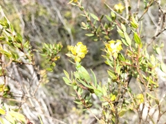 Penaea acutifolia