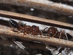 Crematogaster pinicola