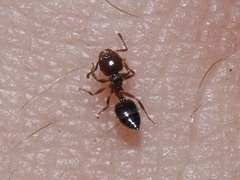 Crematogaster pinicola