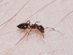Crematogaster pinicola