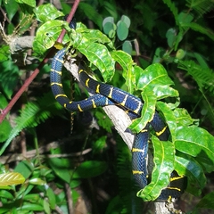 Boiga melanota