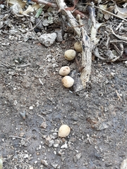 Aleurites moluccanus