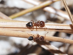 Crematogaster pinicola