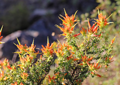 Castilleja tenuiflora