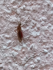 Culex pipiens