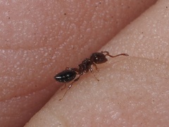 Crematogaster pinicola