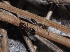 Crematogaster pinicola