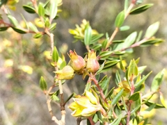 Penaea acutifolia