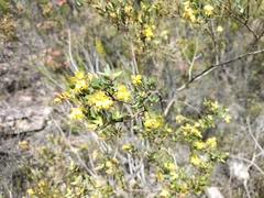 Penaea acutifolia