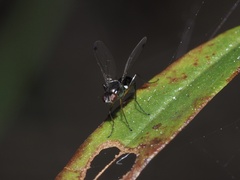 Parapalaeosepsis