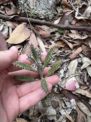 Bryophyllum
