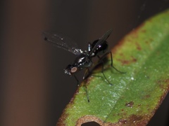 Parapalaeosepsis