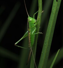 Conocephalus semivittatus