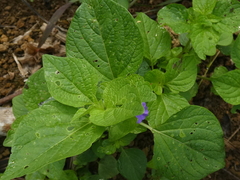 Browallia americana