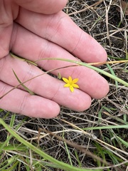 Tricoryne elatior