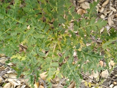 Phacelia ramosissima