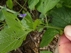 Browallia americana