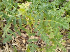 Phacelia ramosissima