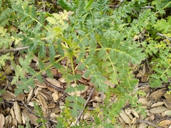Phacelia ramosissima