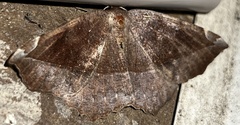 Eutrapela clemataria