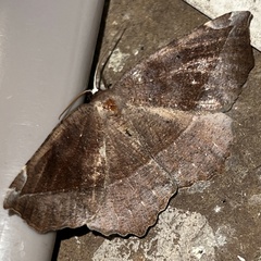 Eutrapela clemataria