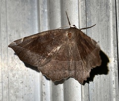 Eutrapela clemataria